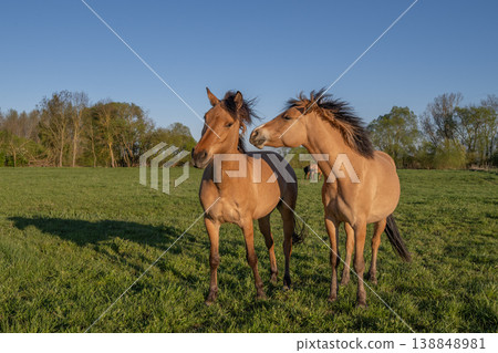 Two horses in field at sunset near forest in France 138848981