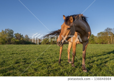 Horse stands in green field under blue sky in afternoon 138848984