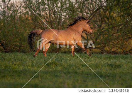 Horses moving at sunset in field 138848986