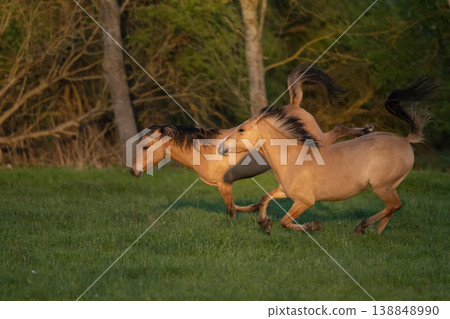 Horses moving at sunset in field 138848990