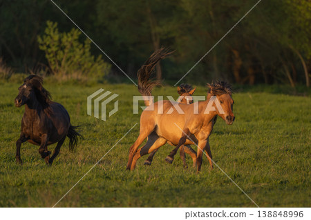 Horses moving at sunset in field 138848996