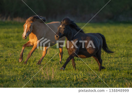 Horses moving at sunset in field 138848999