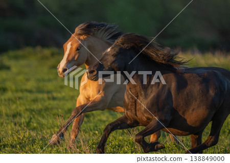 Horses moving at sunset in field 138849000