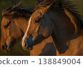 Horses moving at sunset in field 138849004