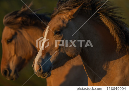Horses moving at sunset in field 138849004