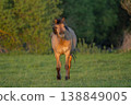 Horse stands in front of field in late afternoon in warm light 138849005
