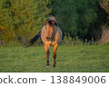 Horse stands in front of field in late afternoon in warm light 138849006