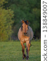 Horse stands in front of field in late afternoon in warm light 138849007
