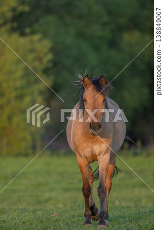 Horse stands in front of field in late afternoon in warm light 138849007
