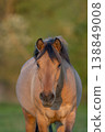 Horse stands in front of field in late afternoon in warm light 138849008
