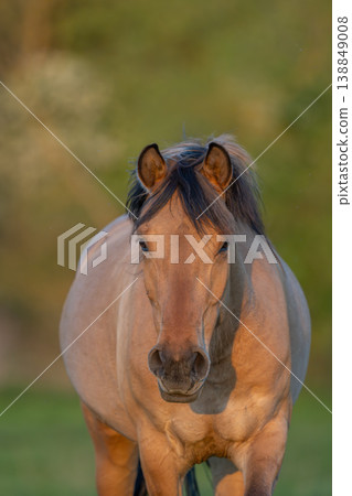 Horse stands in front of field in late afternoon in warm light 138849008