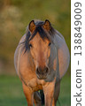 Horse stands in front of field in late afternoon in warm light 138849009