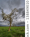 Tree stands alone in field with clouds in background during cloudy day 138849010