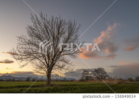Bare tree stands in field at sunset near mountains 138849014