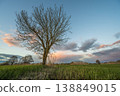 Bare tree stands in field at sunset near mountains 138849015