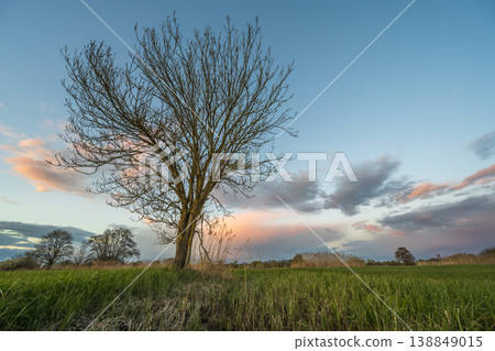 Bare tree stands in field at sunset near mountains Bare tree stands in field at sunset near mountains 138849015