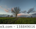 Bare tree stands in field at sunset near mountains 138849016