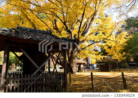 Autumn leaves at Sainenji Temple, 2025-11-16, #47 Autumn leaves at Sainenji Temple, 2025-11-16, #47 138849029