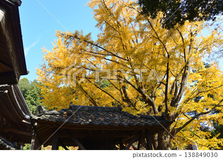 西念寺的秋葉，2025-11-16，#48 138849030