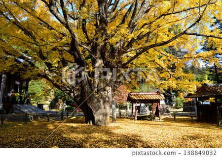 西念寺的秋葉，2025-11-16，#50 138849032
