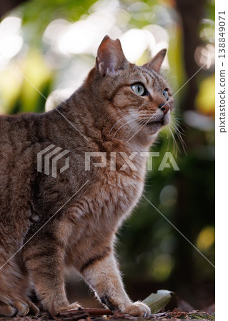 A cat licking its lips in nature 138849071