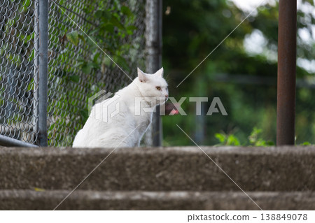 A beautiful white cat turns around in the park A beautiful white cat turns around in the park 138849078