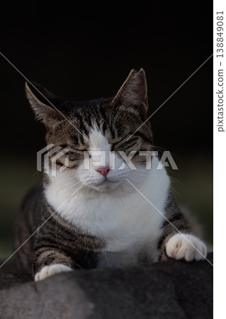 A stray cat with a look that says, "Amateurs should keep quiet." 138849081