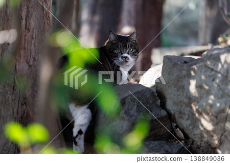 A round stray cat turns around and stares. 138849086
