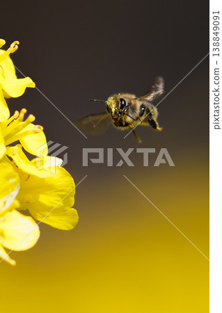 Japanese bee perching on rape blossoms 138849091