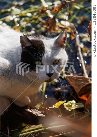 A stray cat that looks like Blackjack playing with fallen leaves A stray cat that looks like Blackjack playing with fallen leaves 138849093