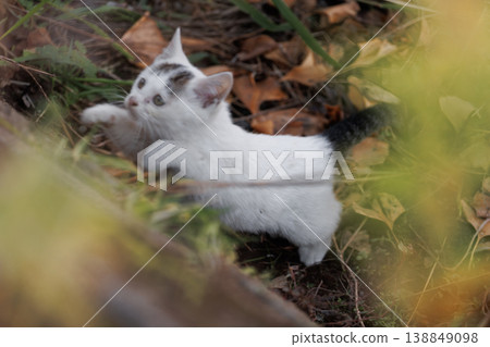 Stray cat kitten that runs out Stray cat kitten that runs out 138849098
