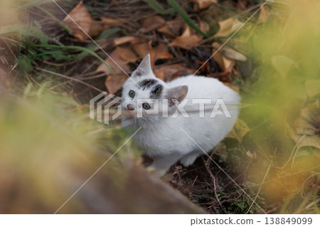 A stray kitten about to pounce A stray kitten about to pounce 138849099