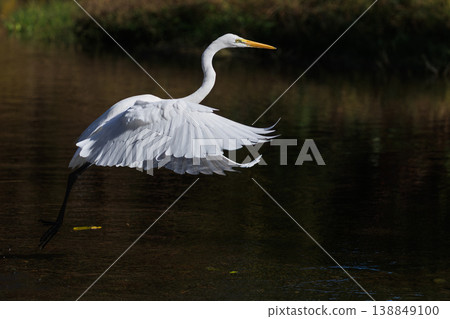A beautifully flying great egret. A beautifully flying great egret. 138849100
