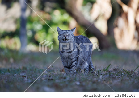 A stray cat with a funny face after yawning 138849105