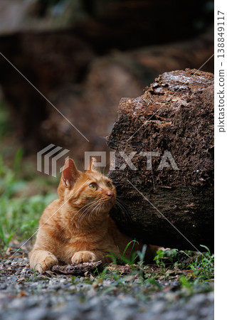 A sunny field cat 138849117