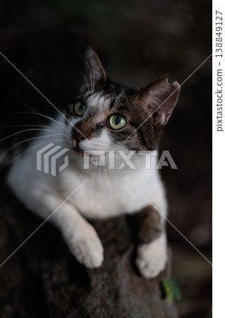 A beautiful stray cat looking up 138849127