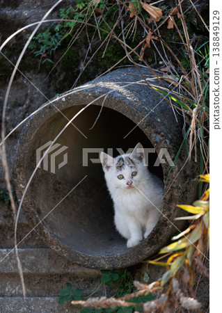 Stray kitten hiding in a drainpipe Stray kitten hiding in a drainpipe 138849129