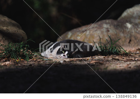 A stray cat lounging around A stray cat lounging around 138849136