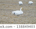 Swans taking a break 138849403