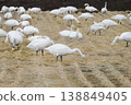 Swans taking a break 138849405