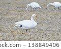 Swans taking a break 138849406