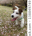 Smiley Jack Russell Terrier 138849749