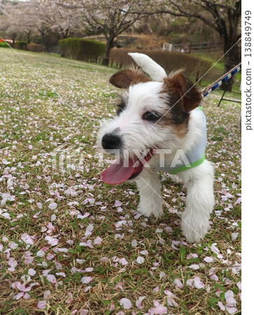 Smiley Jack Russell Terrier Smiley Jack Russell Terrier 138849749