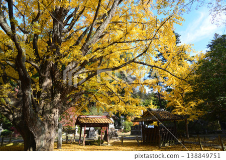 Autumn leaves at Sainenji Temple, 2025-11-16, #52 Autumn leaves at Sainenji Temple, 2025-11-16, #52 138849751