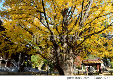 Autumn leaves at Sainenji Temple, 2025-11-16, #53 Autumn leaves at Sainenji Temple, 2025-11-16, #53 138849752