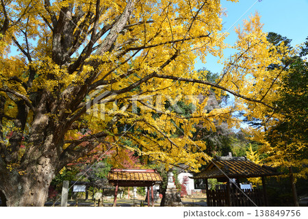西念寺的秋葉,2025-11-16,#57 西念寺的秋葉,2025-11-16,#57 138849756