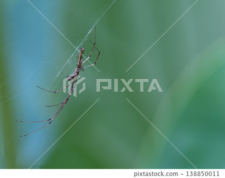 A spider standing out against the green leaves A spider standing out against the green leaves 138850011