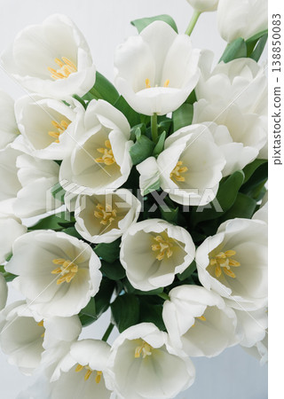 Womens Day spring tulip composition. Spring Floral Composition. Womens Day spring tulip composition. Spring Floral Composition. 138850083