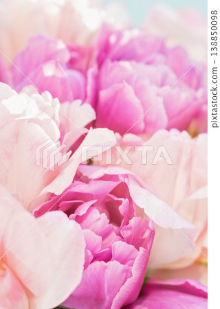 romantic spring floral arrangement soft pink and purple tulip bouquet. Greeting card with flowers 138850098