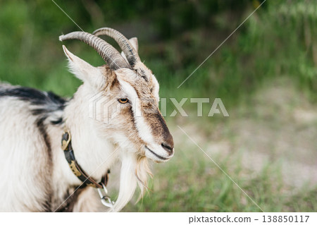 Farm Goat Portrait with Natural Background 138850117